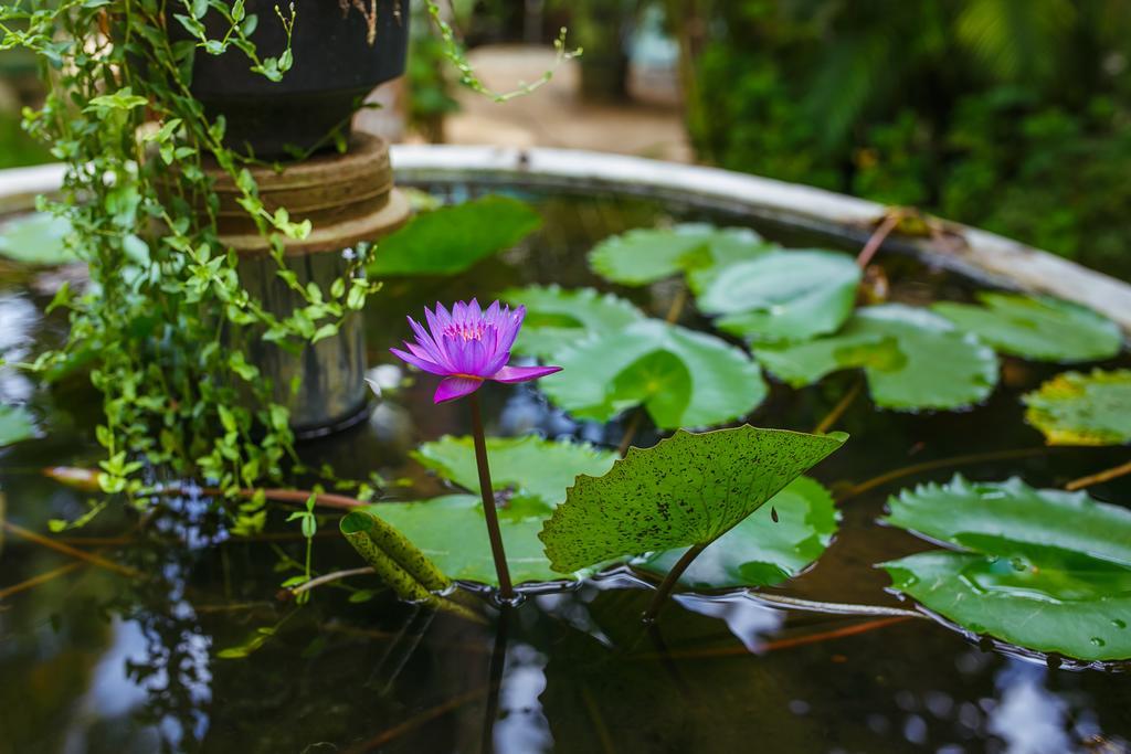 Flora And Fauna Mirissa Bagian luar foto