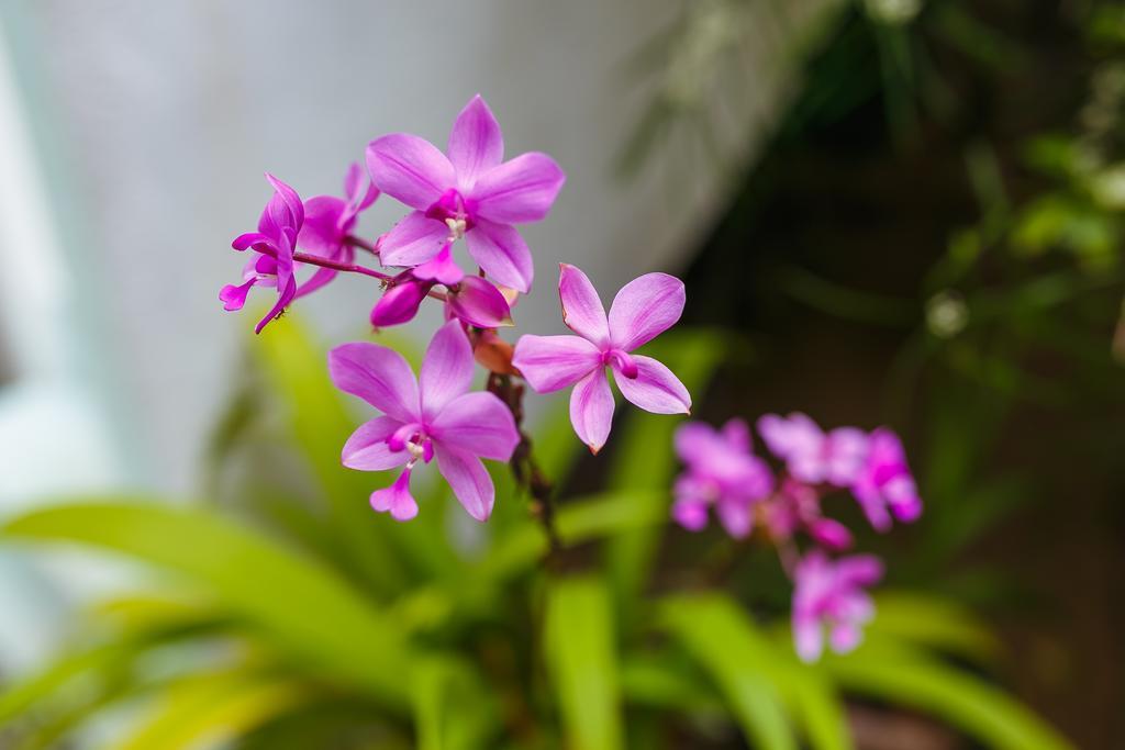 Flora And Fauna Mirissa Bagian luar foto