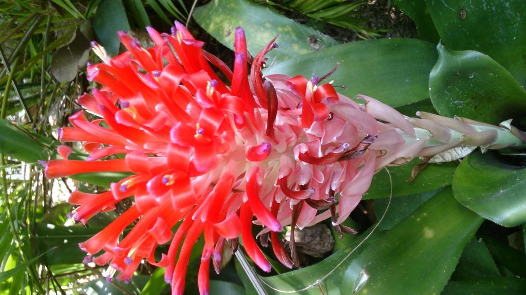 Flora And Fauna Mirissa Bagian luar foto
