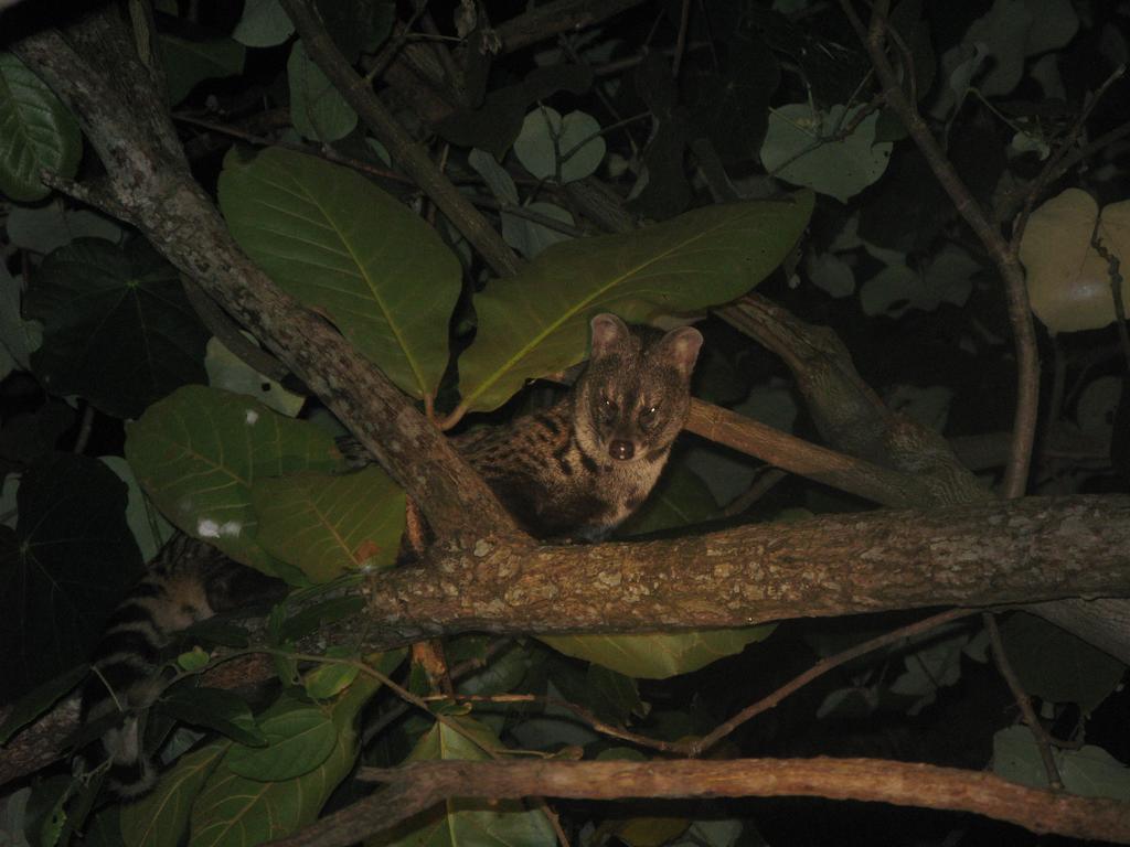 Flora And Fauna Mirissa Bagian luar foto